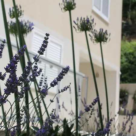 Lavanda *